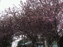 -桂湖森林公园