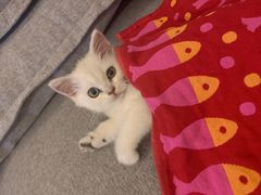 -东方名猫馆·英短金渐层布偶猫舍(环线广场1号楼店)