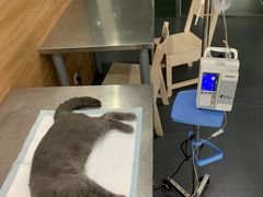 -爱侣宠医·鹦鹉专科·小型哺乳类·异宠专科(灵石路店)