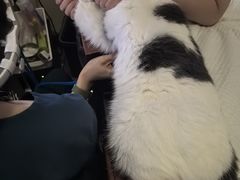 -美联众合动物医院·24h转诊中心