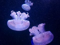 -左海海底世界