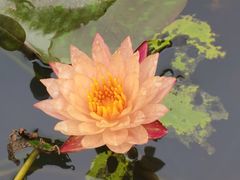 -厦门园林博览苑