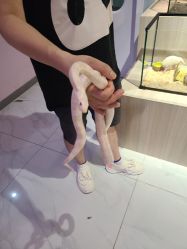 -Moni星球萌宠·小马宝莉·灵蛇·高端高阶全萌宠互动体验俱乐部(红豆国际广场店)