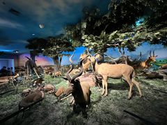 -国家自然博物馆