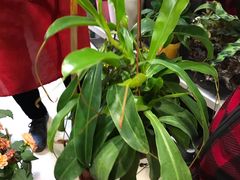 -双季花艺园艺市场(浦东店)