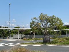 -布里斯班南岸公园
