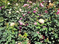 -人民公园(罗湖区)