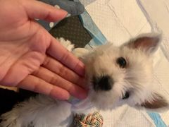 -翊宠yipet猫狗购宠庄园犬舍•猫舍