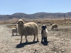 -青海湖国家重点风景名胜区
