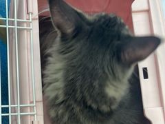 -创凡宠物医院·骨专科  猫科中心(西乡分院)