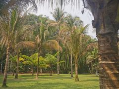 -中国科学院西双版纳热带植物园