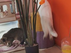 -三花喵·撸猫购宠·宠物生活馆(虹桥南丰城店)