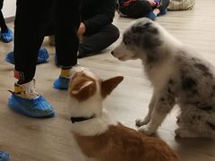 -浣熊柯尔鸭土拨鼠·电玩咖