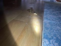 -申普宠物医院·心脏介入·心血管微创(总院)