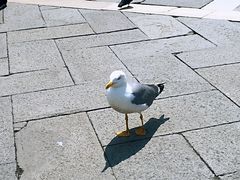 -大运河