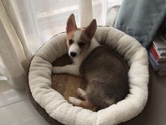 -宠爱国际动物医院·消化内科·心肾内科·ISFM猫友好(望京店)