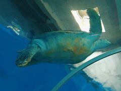 -北戴河圣蓝海洋公园