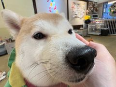 -逗柴咖啡屋·狗咖猫咖宠物桌游