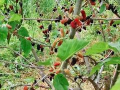 -南京小时候桑葚采摘园