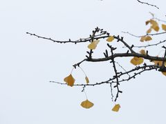 -红梅公园