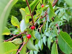 -武陵山森林公园