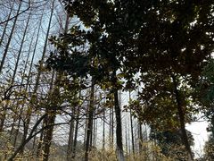 -南京珍珠泉风景区