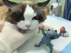 -东莞宠友24H宠物中心医院·转诊夜诊·异宠(新河北路院)