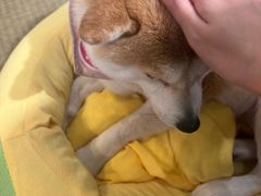 -逗柴咖啡屋·狗咖猫咖宠物桌游