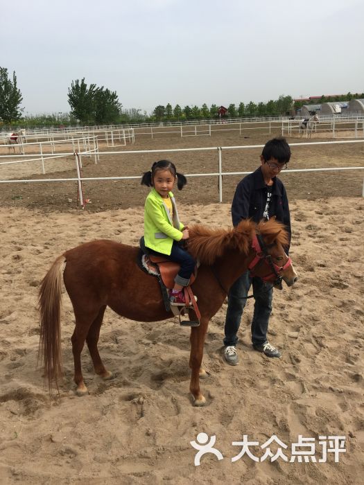 适合小朋友骑得德保矮马