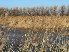 -野鸭湖国家湿地公园