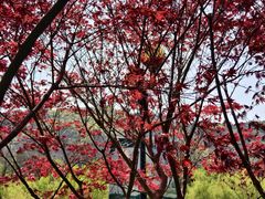 -大连植物园