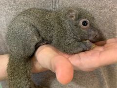 -藦茜花园宠物主题亲子互动体验馆(国顺东路店)