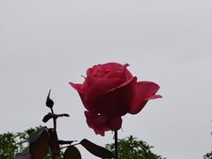 -映月湖公园