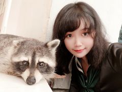 -浣熊柯尔鸭土拨鼠·电玩咖