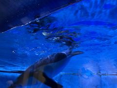 -芜湖新华联大白鲸海洋公园