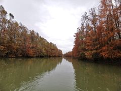 -上海海湾国家森林公园