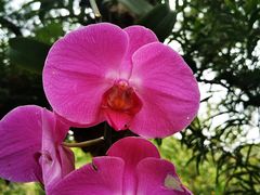 -深圳仙湖植物园