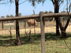 -威勒比开放式动物园