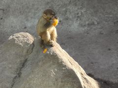 -西安秦岭野生动物园