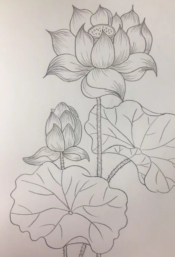 手绘鲜花教程