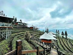 -野象谷景区