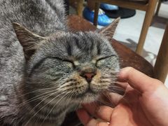 -Heymao猫咖.咖啡厅(东门店)