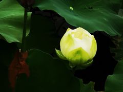 -黄兴公园