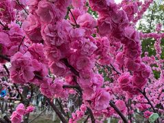 -大兴滨河森林公园