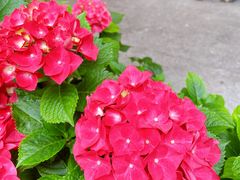-吕氏焗小鲜•海鲜青岛菜(八大关店)