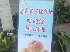 -老袁家蜜桃农场·阳山水蜜桃