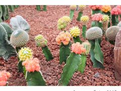 -南通洲际绿博园