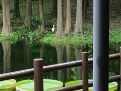 -上海滨江森林公园