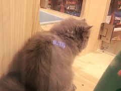 -屋虎猫馆(宝安大仟里店)