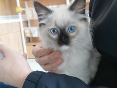 -艾贝尔宠物医院·24H转诊中心·肿瘤猫专科(江宁双龙店)